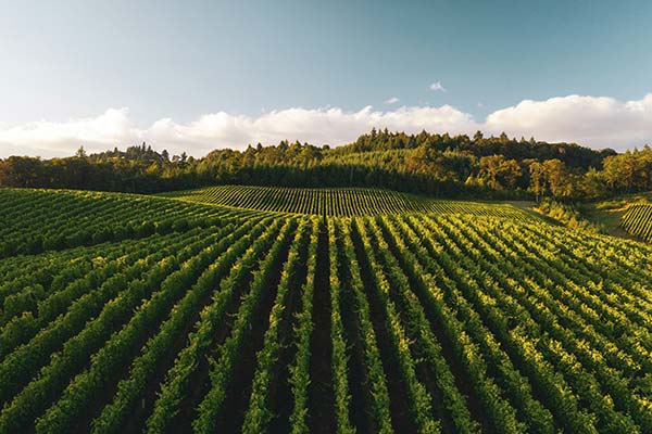 Mystique Nouveau vineyard fields