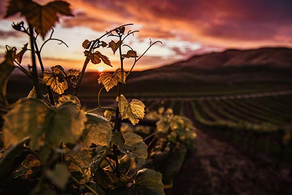 Mystique Nouveau winery